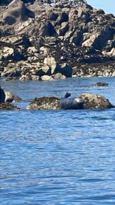 Phoque gris se reposant sur un rocher dans la baie de Saint-Brieuc près des îles de Saint-Quay